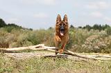 BERGER ALLEMAND 425
